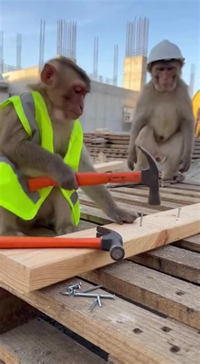 Monkeys at Work: Playful and Hardworking Primates