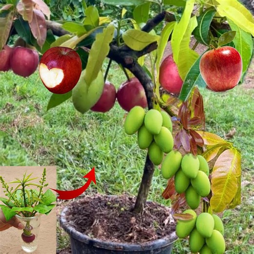 How to grow mango with long apple get a lot fruit | Tree Garden