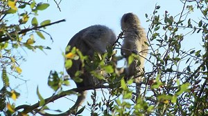 Macaque female and its cub sitting on tree branch, cute animal family, South Africa, Lesotho
