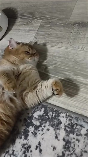 💮Перші блохи Oh, springtime... and it's raining. What kind of spring is this anyway? And what about you, Merlishka? Fleas already? The first fleas of the season are here, huh? Popping up like snowdrops. Mommy, go buy some kerosene, we’re gonna wipe 'em out. Not Merlishka! I mean the fleas! #reels #cat #tiktok #ukraine #котики | Котусики мамусіка