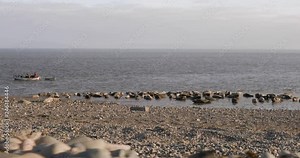 Grey Seals Relaxing on the British Seaside. Walney Island Seal Population relaxing by the waves WIDE. Barrow, UK. 4K Stock Video
