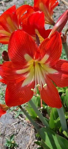 The name means “to sparkle” or “to shine.” #amaryllis #flowers #flowermagic