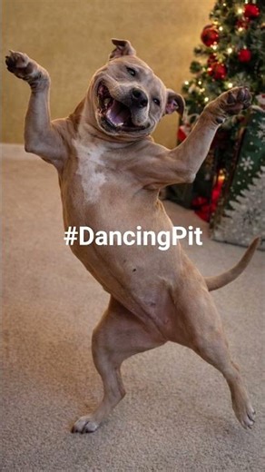 Dancing Pit! #shortsvideo #short #pitbull #dancechallenge