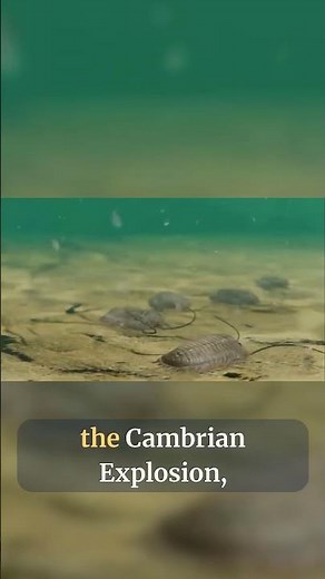 The History of the World: The Cambrian Explosion!