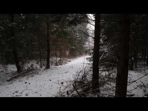 1 Hour Peaceful Snowfall from the forest