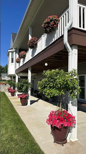 How To Grow Giant Impatiens! #flowers #gardening #dripsystem