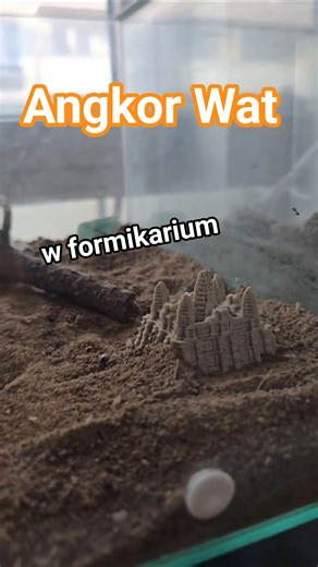 Formica cinerea dostały własne Angkor Wat