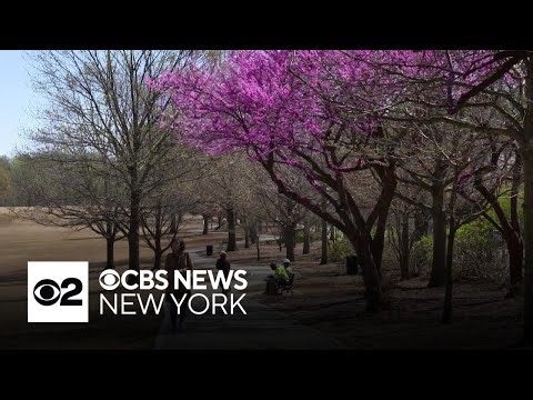 Experts describe things to do to protect the planet and your health during Earth Day