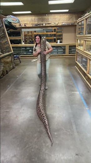 Taking my giant Burmese Python for a stroll! 😁🐍