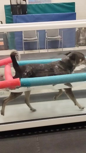 Here's your weekly Zico treadmill video 😂😂 #dogtraining #acd #dogtrainer #mutt #australiancattledog #bordercollie #hydrotherapy #vettech #veterinarymedicine