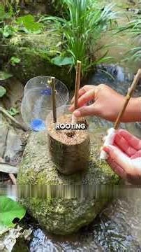 Best way to grow a persimmon tree from cuttings High success rate #PlantTips #Propagation