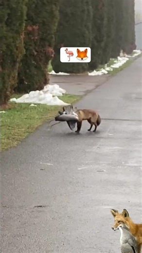 fox carrying its prey