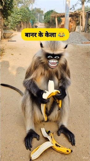 बानर के केला 🍌😂 #funny #thetharpuns #comedy #shilpisaroja