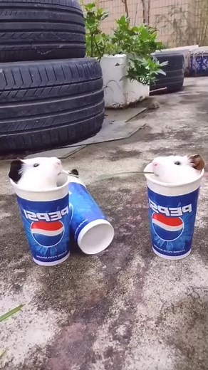 cup pets so cute #pet #cuteanimal #cute #fyp