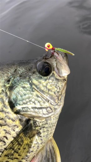 Tungsten Crappie King Fly Slab! 👀 Black Crappies are some of the most beautiful fish! 😍🎣🙌 #TeamNorthlandTackle | Northland Fishing Tackle
