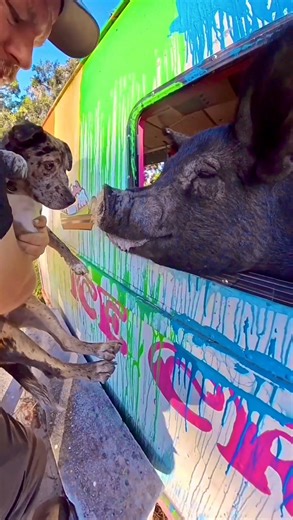 Alyssa’s Animal Sanctuary on Instagram: "First day of “farm dog training” for our Catahoula Crew🐶🐾ALL the animals were mildly concerned about this new training experience😹but our pups started out strong, tails wagging full of enthusiasm, purpose, and staring at the goats like they were born to herd them. But somewhere between being told they can’t go for a swim in the lake during “work” and pretending to herd the chickens from outside the fence, reality set in I guess, because not even 20 min