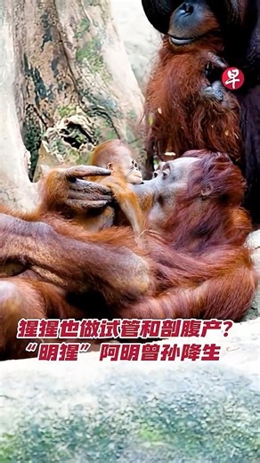 猩猩也做试管和剖腹产？“明猩”阿明曾孙降生