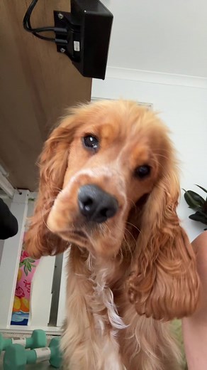 Adorable Cocker Spaniel Puppies Showcasing Their Charm