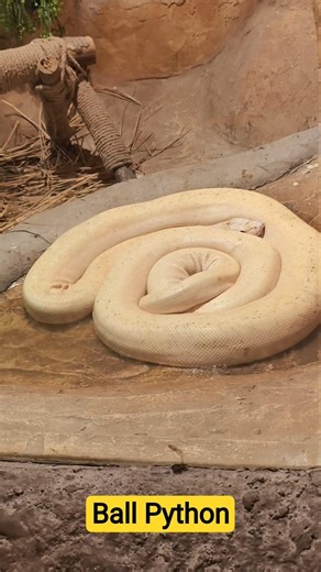 Ball Python is a absolutely beautiful snake bred and born in the united states #snake #python