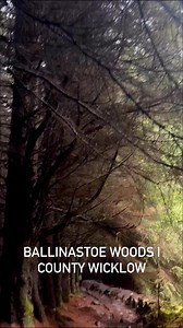 BALLINASTOE WOODS | COUNTY WICKLOW | Mad About Ireland