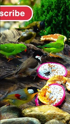 Cat TV Birds Fluttering Nonstop 🐦 4K Nature #CatTV #BirdWatching #catvideosforkids