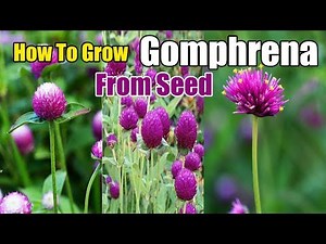 How To Grow Gomphrena From Seed | Gardening story