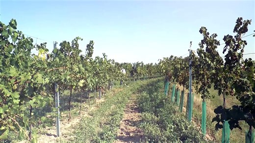 Erfolgsmenschen diesmal im Gespräch mit Katharina Baumgartner CEO des größten Weingutes Österreichs 