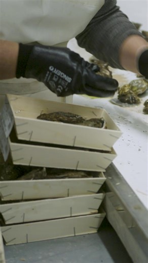 👩‍🦰👨‍🦱 Un métier, des valeurs Derrière la certification ASC, il y a des pratiques responsables, une reconnaissance des équipes et une attention portée à l’égalité professionnelle. #labelasc #parite #egaliteprofessionnelle #Responsable #semaineasc | Huîtres Favier Earl