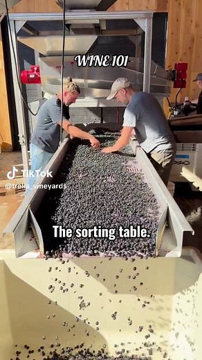 At the sorting table, every cluster is checked by hand. Leaves, debris, or damaged fruit are removed to make sure only the cleanest, healthiest grapes move forward in the winemaking process. This step protects quality from the very beginning and sets the tone for every bottle. #wine #winemaking #winetok #winetiktok🍷 #wine101