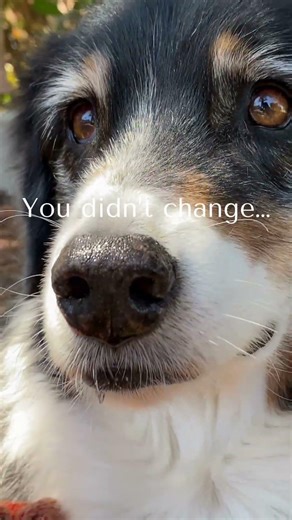 You Didn’t Change… You Just Wanted to Be Loved 🤍🐾