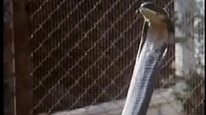 Трейлеры фильма «Ссссссс» (1973): смотреть онлайн на русском и английском