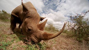 576K views · 17 reactions | By 2050, 30-50% of all species could be heading towards extinction. Take a moment this #WorldWildlifeDay to learn more ⬇️⬇️ #mytomorrow | BBC Tomorrow's World | Facebook