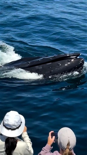 "Amazing Blue Whale Moment Caught on Camera!" #Shorts #BlueWheel #Usa