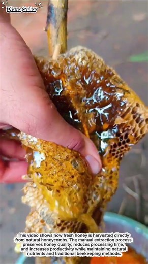 Fresh Wild Honey Harvest | Natural Honeycomb Extraction Process