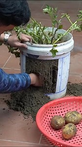Potatoes grow better than you think with the right setup. These two creative methods boost root strength and deliver impressive harvests—even in small spaces. Perfect for balconies, patios, and easy home gardening. #PotatoGrowing #UrbanGardening #ContainerGardening #DIYGarden #GrowYourOwnFood #SmallSpaceLiving #originalcontent | Garden Craft