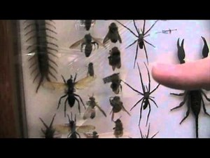 A TOUR OF OLIVER GREER'S AWESOME BUG COLLECTION!