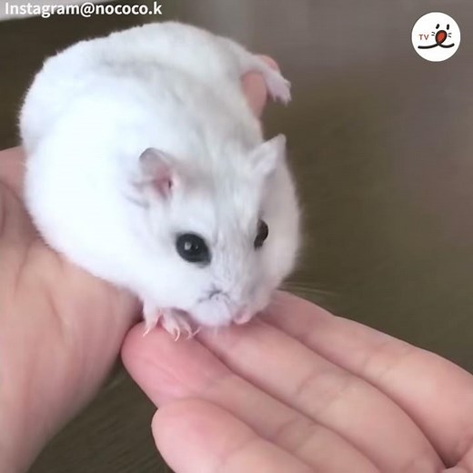 飼い主さんの手の上で溶けるハムスターの冒険【PECO TV】