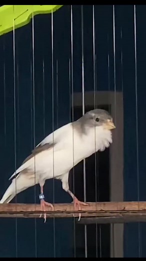 Tom🐥Lizzy | Canary bird singing 🎶 . . . . . .🐦 #animalshots #birdlife #birdlove #canary #Kanarienvögel #birds_of_instagram #instapet #birdlover... | Instagram