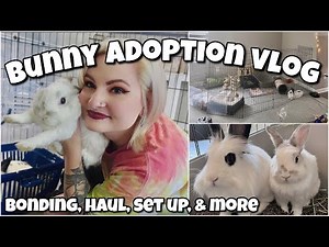 ADOPTING A NEW BUNNY! 🐰 | MEET JACK | adoption vlog |