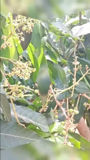 Best time to prune mango tree #pruning #mango