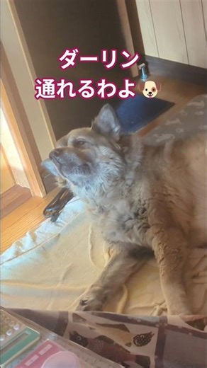 旦那猫ちゃんにおしりが小さい？ことをアピールする犬のムーちゃん