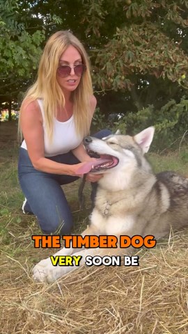 Animal Watch TV 🐾 | The Timber Dog tonight on YouTube Animal Watch at 7.30pm! A Wolf lookalike breed just like the dogs they used on Game of Thrones to portray... | Instagram
