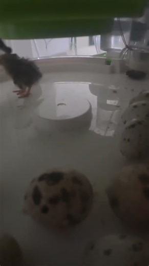 Quail Hatching Time-Lapse + First Steps!