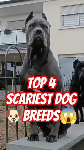 Top 4 scariest dog breeds 😱 #dogs #dangerousdogbreeds #animals