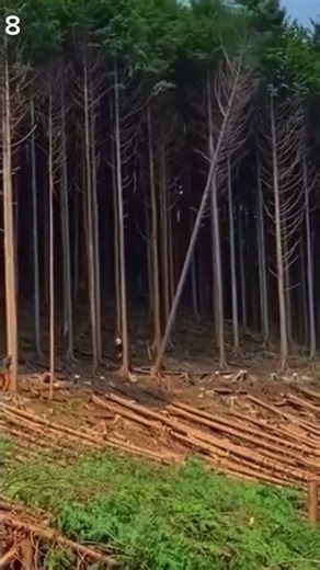 creative innovation cutting trees modern machine #shorts #forestry #machines
