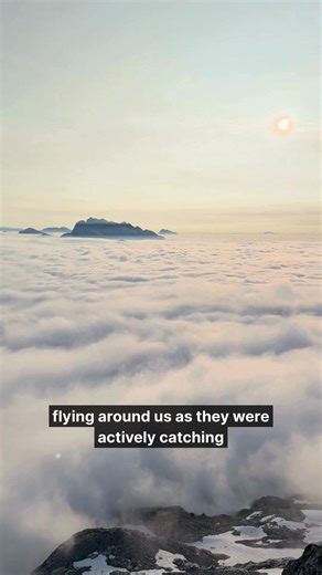 2.2K views · 54 reactions | ☁️ Black Swifts can fly up to 4000 meters...