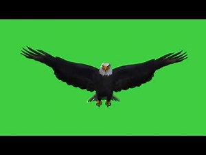 Eagle green screen, green screen eagle, including sound effects #greenscreen #birds #eagle