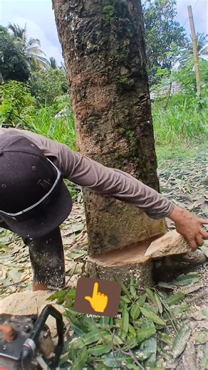 Skill to determine the direction of falling wood