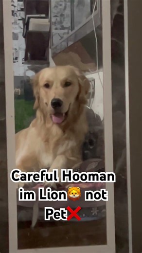 Golden Retriever Sees Himself in Mirror 😂 Thinks He’s a Lion 🦁🐾 | Mac