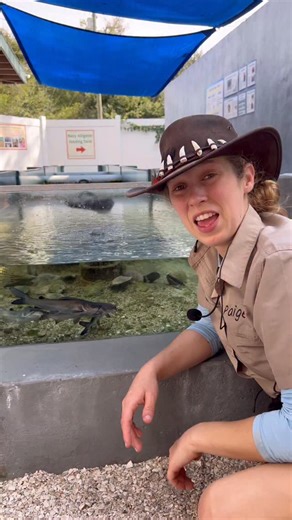 1.5K views · 179 reactions | Catfish have more than one built-in line of defense  Many species have a dorsal spine on top and spines on their pectoral fins, which help protect them from predators in the wild. They’re not aggressive, these amazing adaptations are simply part of how they stay safe. Nature is full of smart designs  #CatfishFacts #AquaticEducation #MarineLife #RespectWildlife #AnimalAdaptations | Tarpon Springs Aquarium | Facebook